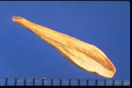  Oenothera sinuosa.  Long and narrow capsules with four longitudinal ridges with sharp edges. 