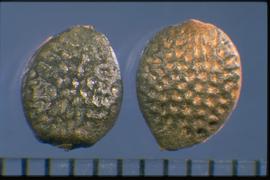  Passiflora incarnata.  True seeds with interspaces that are sometimes brown. 