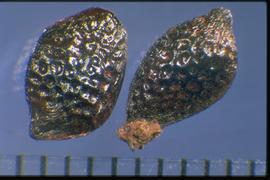  Passiflora tripartita  var.  mollissima.  True seeds that are shiny with a strong reticulum, with round interspaces. 
