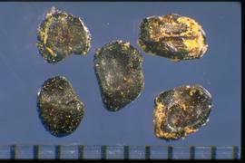  Pittosporum undulatum.  True seeds that are black with scattered yellow surface material. 