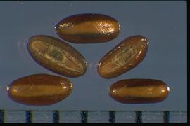  Plantago lanceolata.  True seeds with a light brown embryo. 