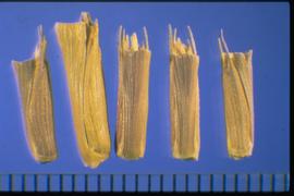  Aegilops cylindrica.  Cylindrical-shaped floret with spike segment. 