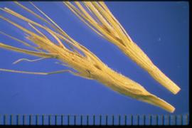 Aegilops triuncialis.  Long awns with spines. 