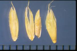  Alopecurus myosuroides.  Lanceolate spikelets with weak awns. 