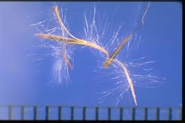  Andropogon bicornis.  Inflorescence is composed of a series of spikelets held together by a rachis that disarticulates at the base of each spikelet at maturity. The second appendage is a terminal pedicel that subtends a sterile spikelet. 