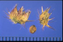  Cenchrus echinatus.  Burrs with long spines on the upper involucre, with many fine spines below. Caryopsis is also pictured. 