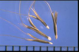  Chloris divaricata.  Florets with a white base. 