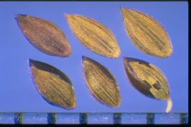  Digitaria ischaemum.  Florets with pubescent glumes, a fertile lemma, and longitudinal striations. 