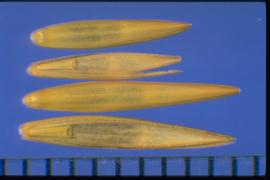  Elymus repens.  Florets with strongly spaced palea margin teeth, a ridge up the center of the palea, a hump at the base of the lemma, and a parallel-sided rachilla that terminates in a U-shaped sinus. 