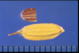  Oryza rufipogon.  Caryopsis with dark red pericarp. 