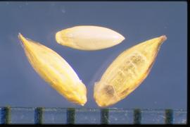  Panicum repens.  Florets are narrower and lighter-colored, with the first glume truncate and loosely fitting. 