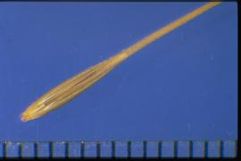  Taeniatherum caput-medusae.  Floret with a callus below the transverse groove. 
