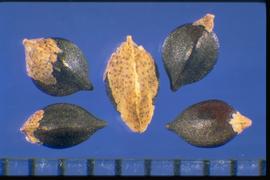  Polygonum hydropiper.  Achenes with remnants of speckled floral parts. 