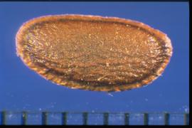  Grevillea banksii.  Seed with a wing that surrounds the entire margin. 