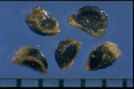  Delphinium bicolor.  Seed edges are covered with thick gelatinous material. 