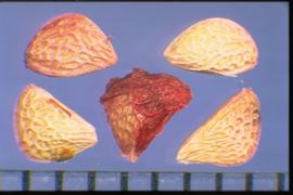  Rubus argutus.  True seeds with some coloration from the fruit stain and reticulations that are equilateral at the apical end but more longitudinal near the base. 
