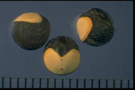  Cardiospermum halicacabum . Black seeds with a very conspicuous white, heart-shaped hilum. 