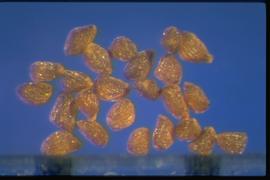  Striga asiatica . Small true seeds with many lumpy rows or are tuberculate. 