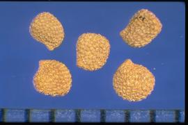  Hyoscyamus niger.  D-shaped seeds with a slightly raised hilum on the margin. 
