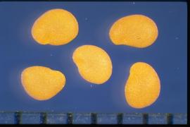  Physalis longifolia  var.  subglabrata . Yellow true seeds with a rough sugary look. 