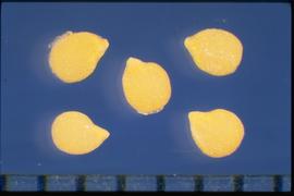  Solanum americanum.  True seeds with a fine reticulum and a hilum that protrudes beyond the margin. 