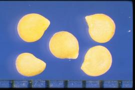  Solanum interius.  True seeds that are light colored and the reticulation is not strong.  