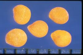  Solanum physalifolium.  True seeds with the Hilum slightly protruding from the margin. 