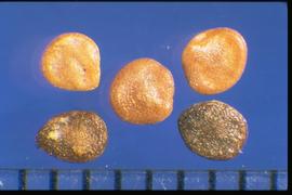  Solanum torvum.  True seeds with a reticulum that is present at various intensities. 