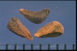  Peganum harmala.  True seeds with tubercles and stipples present. 