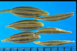  Chaerophyllum  sp. Mericarps with yellow ribs and brown interspaces. 