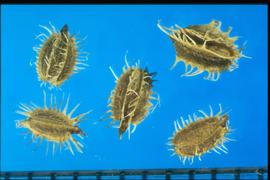  Daucus carota  var.  carota.  Mericarps with ribs that have appendages, long spines, or bristles. 