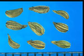  Petroselinum crispum.  Mericarps with well-developed stylopodia. Photo courtesy of Colorado State University, Department of Soil and Crop Sciences.