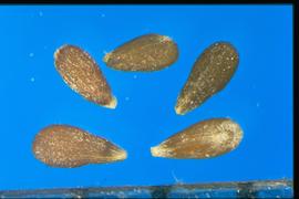  Artemisia frigida.  Spatulate achene with few or no longitudinal markings. 