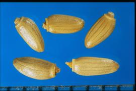  Carduus acanthoides.  Achenes with an apical rim that is lighter yellow than the rest of the achene. 