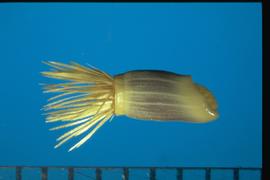  Centaurea cyanus . Achenes are blue-gray with yellow longitudinal lines, a collar, and a base. 