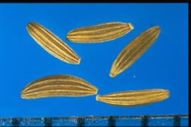  Crepis capillaris.  Achenes with widely spaced ribs that are serrated.
