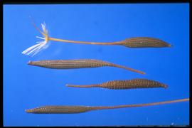  Hypochaeris radicata.  Achenes with a long, narrow apical beak ending with a pappus collar. 