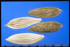  Lactuca sativa.  Black to white achenes with several ribs that are longitudinal, and finely serrated. 