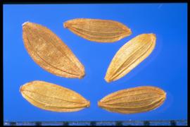  Sonchus asper.  Achenes with about three narrow, wide-spaced longitudinal ridges with a flat area between ridges with no reticulations. 