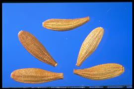  Sonchus oleraceus.  Achenes with longitudinal ribs, bases, and a narrow apex. 