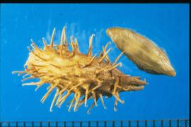  Xanthium strumarium.  Burr with several involucre, hooked spines on the surface. 