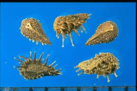  Lappula squarrosa.  Nutlets with a row of spines with recurved hooks on their ends that are arranged along the margin of the ventral side. 