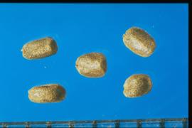  Barbarea vulgaris.  Seeds with a uniform reticulum. 