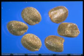  Barbarea vulgaris.  Small, bronze seeds with a hilum at the basal end. 