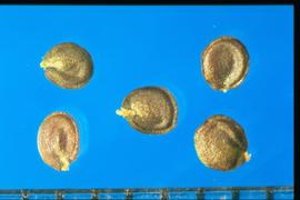  Berteroa incana.  Seeds with indentations on the flat surface reveal the configuration of the embryo within. 