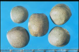  Brassica napus.  Seeds with large stipples. 