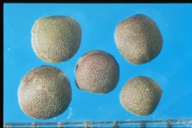  Brassica napus  subsp.  rapifera.  Seeds with small, rectangular, and shiny stipples. 