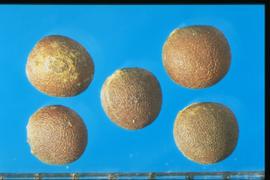  Brassica napus  var.  pabularia.  Seeds with a fine reticulum and stipples. 