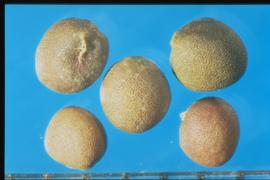  Brassica oleracea  var.  viridis.  Seeds with a reticulum present and stipples not evident. 