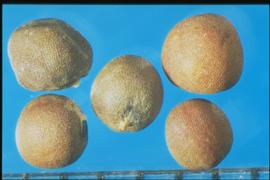  Brassica oleracea.  Bronze seeds with spherical hilums. 